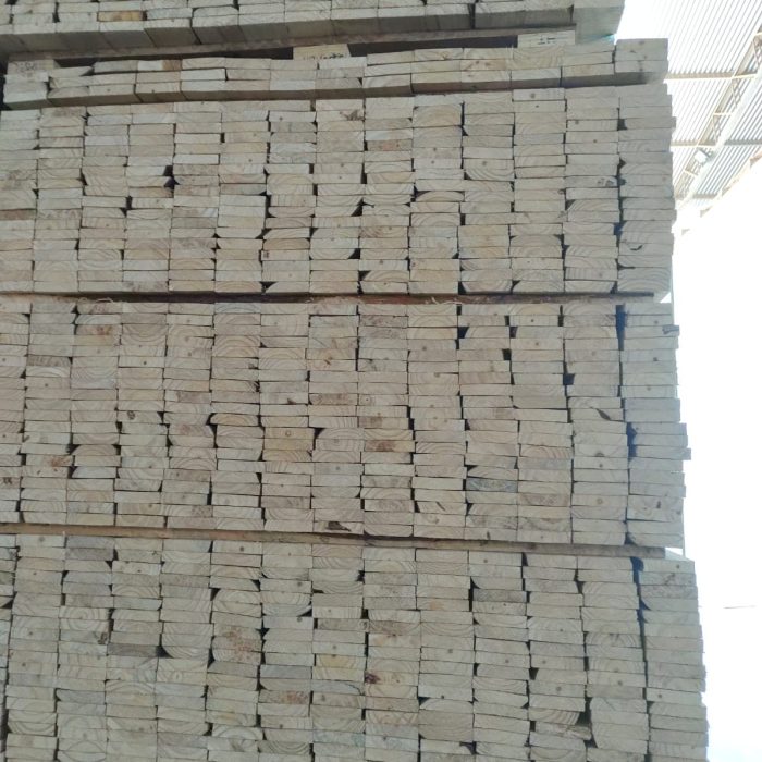 Pinus4